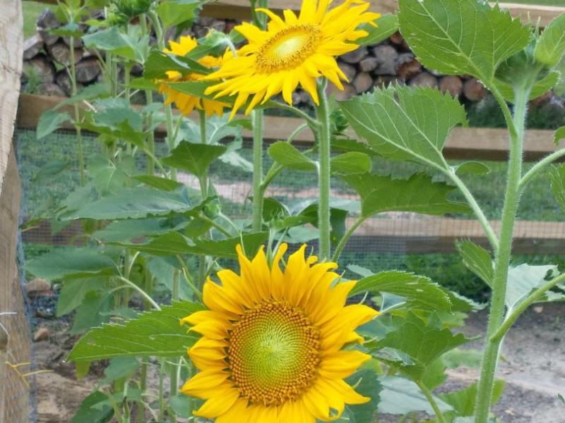 Dog Days Fall into&nbsp;Autumn