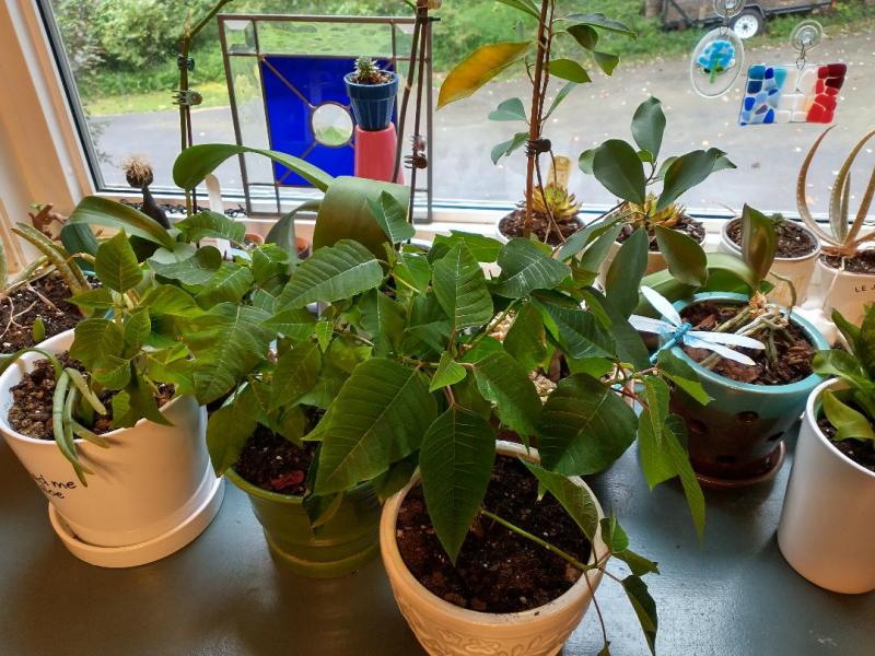 Winter Revival: Part&nbsp;2